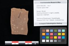 Foto (Objekt + Etikett) von Poacites rigidus Heer (NHMW-GEO-2024-0188-0383)